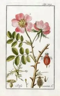 RAINWATER ROSE - Natural Botanical Eau de Toilette | Fresh Blooming Roses hand gathered at the Ocean
