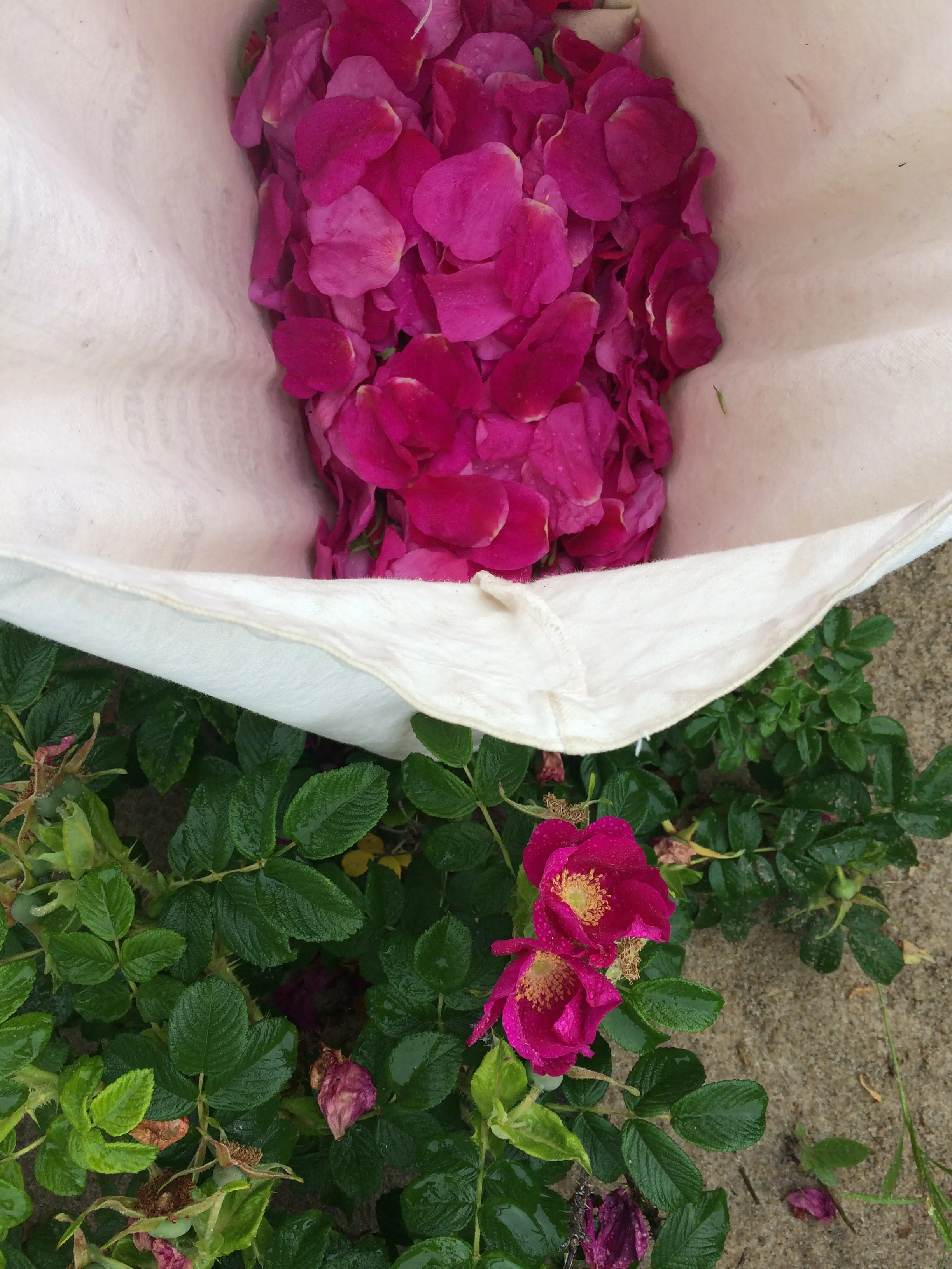 RAINWATER ROSE - Natural Botanical Eau de Toilette | Fresh Blooming Roses hand gathered at the Ocean