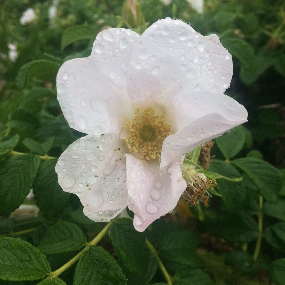 RAINWATER ROSE - Natural Botanical Eau de Toilette | Fresh Blooming Roses hand gathered at the Ocean