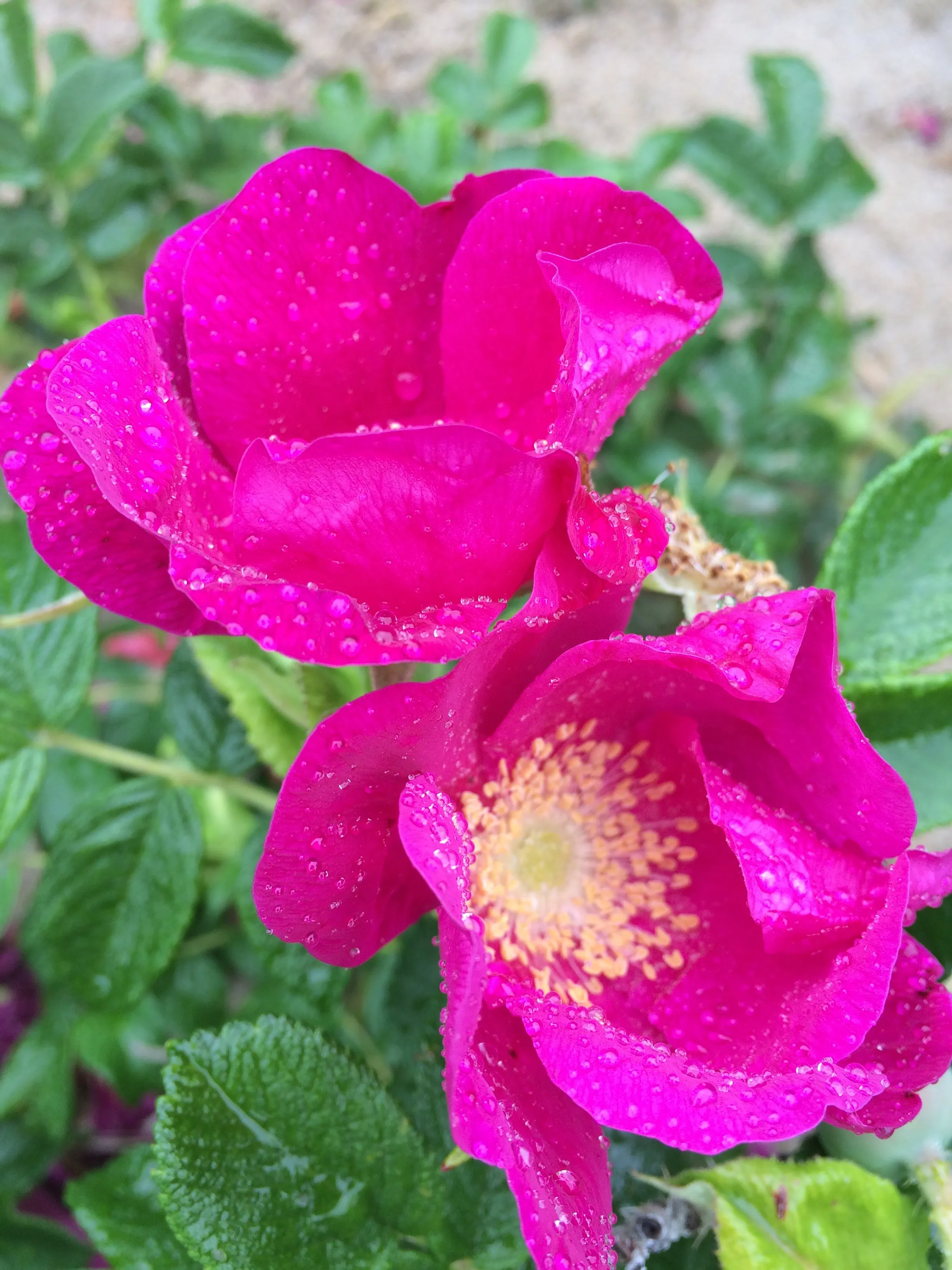 RAINWATER ROSE - Natural Botanical Eau de Toilette | Fresh Blooming Roses hand gathered at the Ocean